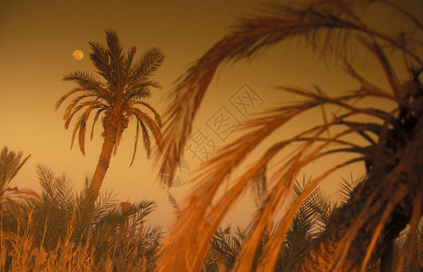 北非埃及西部沙漠里的绿洲和西瓦村的景观和自然非洲埃及撒哈拉西瓦绿洲图片