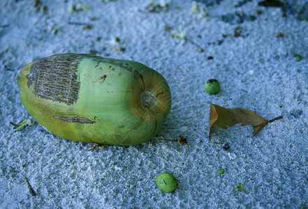 海岸滩上的椰子核桃如果是印地海中环礁群岛的屿LaDigue岛的话图片