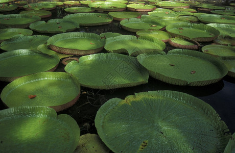 毛里求斯岛上印地安海中的潘普勒穆斯植物园图片