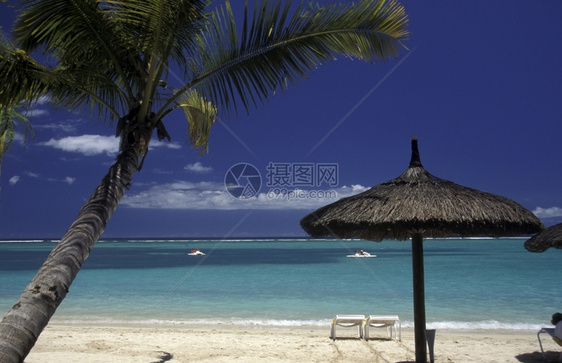 毛里求斯岛海滩上的棕榈树在印地安海的中图片