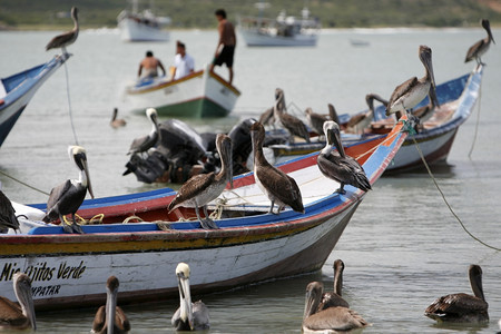 委内瑞拉海洋中IslaMargarita岛的Juangriego镇海滩上的鸟图片