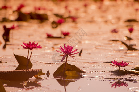 泰国东北部伊桑市乌萨尼附近的Kumphavapi的莲花湖图片