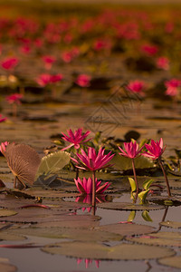 泰国东北部伊桑市乌萨尼附近的Kumphavapi的莲花湖图片