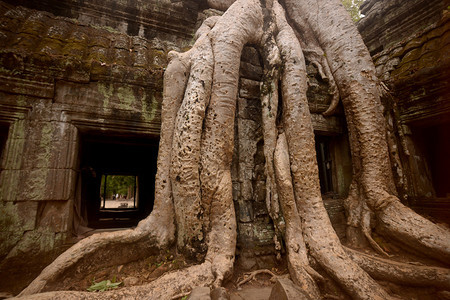 柬埔寨西部暹粒市附近的吴哥寺城TaProhm寺庙柬埔寨暹粒2014年月图片