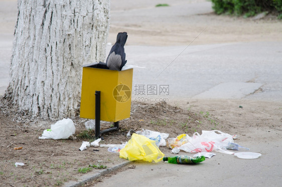 乌鸦在垃圾箱里挖洞寻找食物在人行道上扔垃圾图片