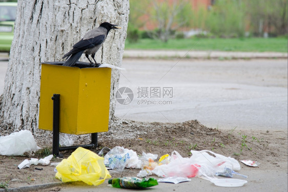 乌鸦在垃圾箱里挖洞寻找食物在人行道上扔垃圾图片