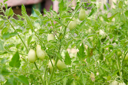 含绿色水果的西红柿长得还不成熟在一个或块地上种植番茄图片