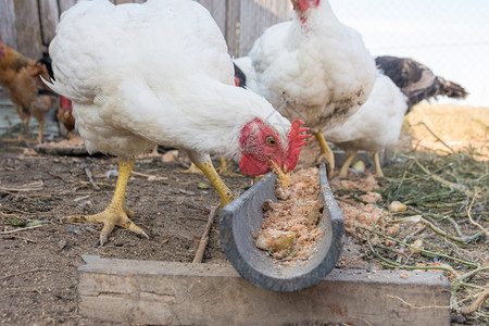 农场上自制盘子鸡咬食物图片