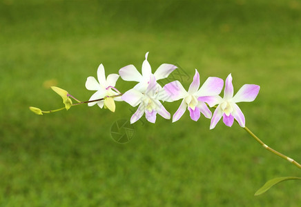 紫色白兰花图片