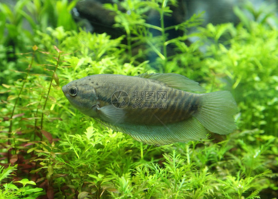 水族馆中的蛇皮美食家图片