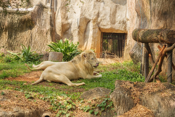 男白色狮子躺倒在地上图片