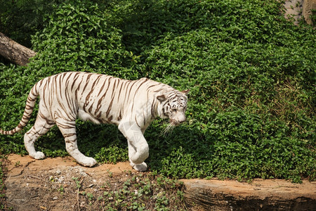 白的亚洲金刚虎休息和行走图片