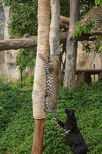 豹和黑在木材上玩绳子图片