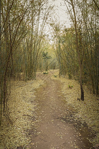 在林中竹树之间行走图片