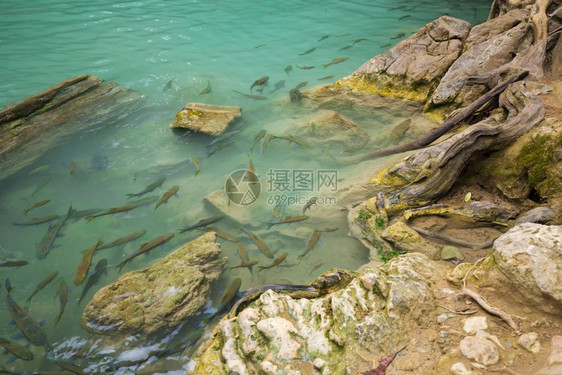 泰国坎查那布里省Erawan瀑布2层的Strachei鱼图片