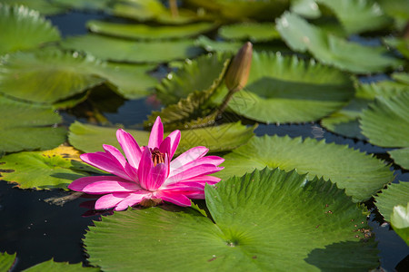 新加坡码头前方池塘中美丽的莲花图片