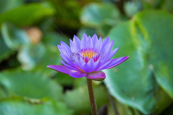 新加坡码头前方池塘中美丽的莲花图片