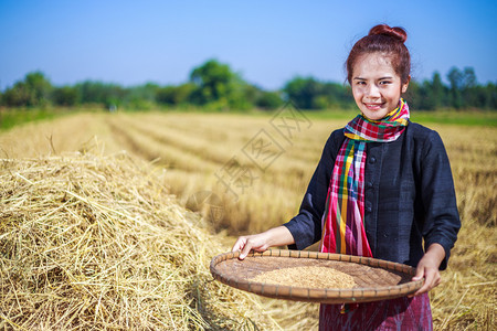 泰国田间大米被农妇女挤干图片