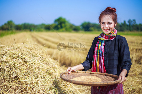 泰国田间大米被农妇女挤干图片