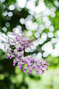 紫白兰花绿色bokeh背景的紫白兰花图片