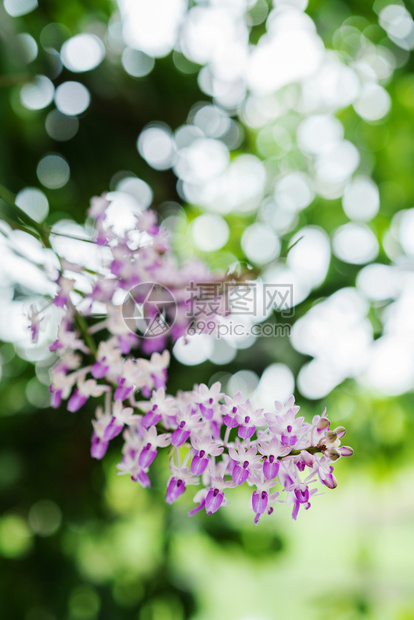 紫白兰花绿色bokeh背景的紫白兰花图片