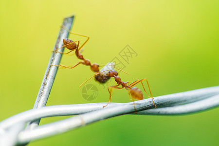 携带食物的蚂蚁图片