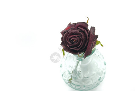 在一个玻璃瓶里的玫瑰花隔着白的玻璃瓶图片