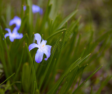 青草中美丽的春花图片