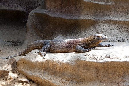 蜥蜴躺在岩石上图片