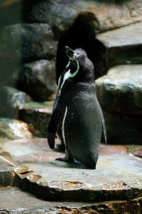 企鹅站在水面上图片
