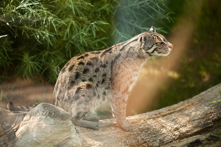 野猫坐在树上图片