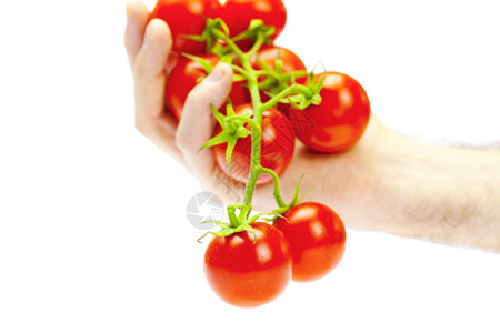 一帮手握着的西红柿孤立在白色上图片