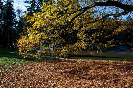 站在池塘旁的森林中秋树图片