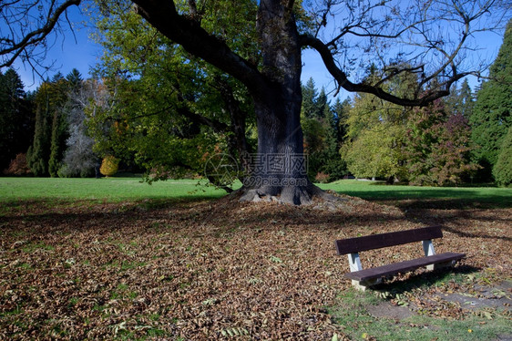 孤单的长凳在秋冬森林里图片