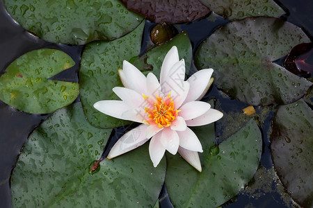 美丽的百花在水中图片