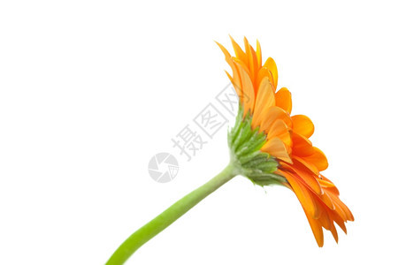 白上孤立的橙色梅发花朵图片