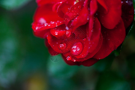 玫瑰带雨滴图片