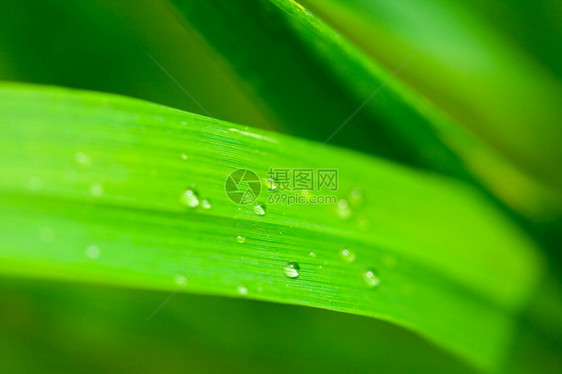 草地上的水滴子图片