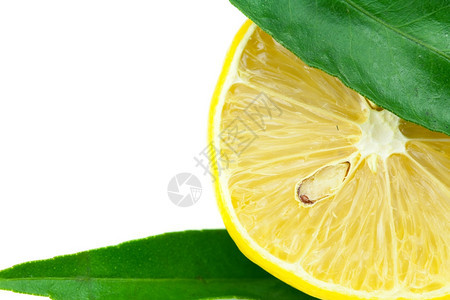 白孤立的柠檬绿叶图片