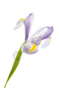 Iris孤立于白色的Iris图片