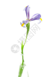 Iris孤立于白色的Iris图片