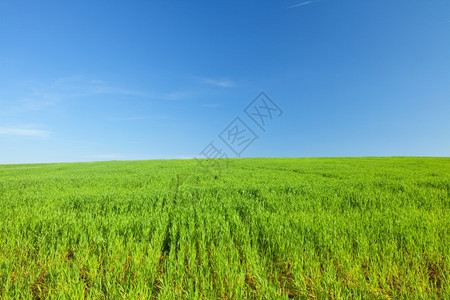 绿草和蓝天空图片