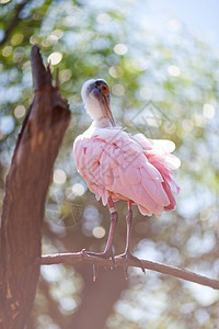 动物园的ibis鸟图片