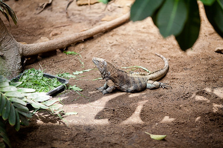 动物园的大蜥蜴龙图片
