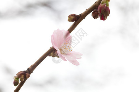 花朵在樱枝上盛开朵与天空对立图片