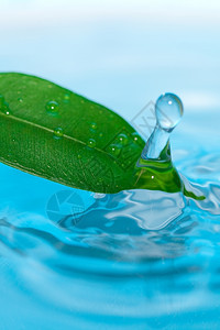 蓝色背景的水滴和绿叶图片