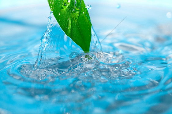 蓝色背景的水滴和绿叶图片
