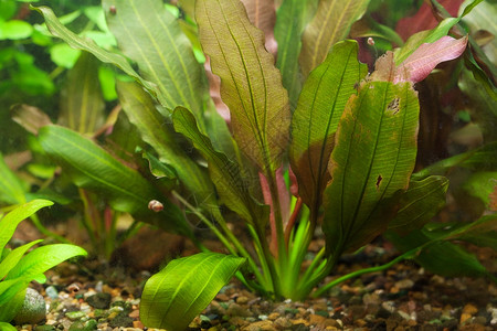 绿色植物水族馆背景图片
