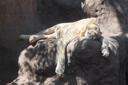 白狮子在动物园的树荫下休息图片