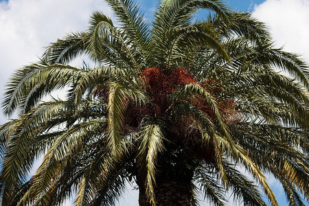 背景上的棕榈树a南方蓝天图片